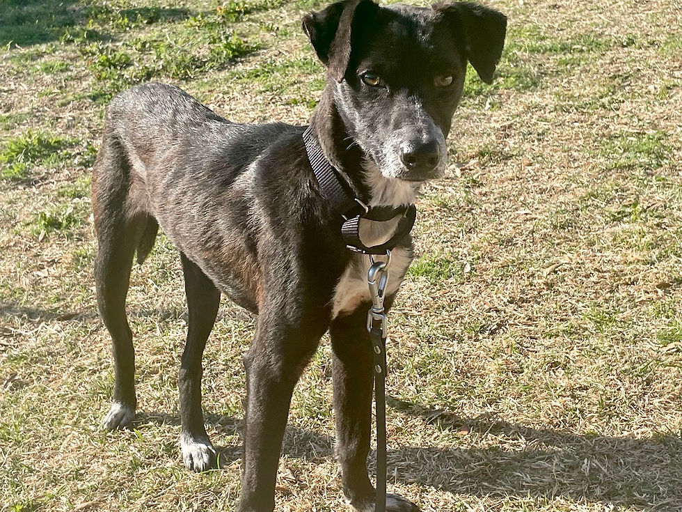 Indie: Adopted from Austin Animal Services