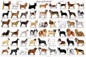 PERROS