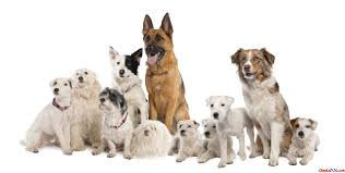 MIS PERROS