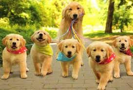 MIS PERROS