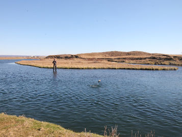 Ørret tur til Island