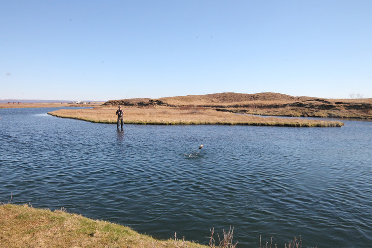 Trout trip to Iceland