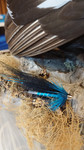 HNN Blue serie - product_image 4