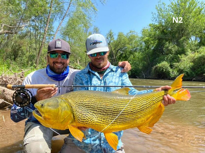 Monster Dorado