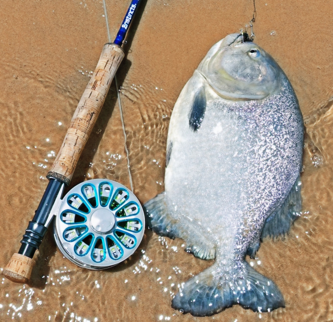 Argentina – Golden Dorado – bilde 1