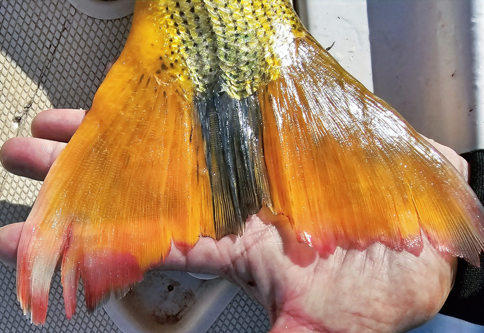 Argentina – Golden Dorado – bilde 40