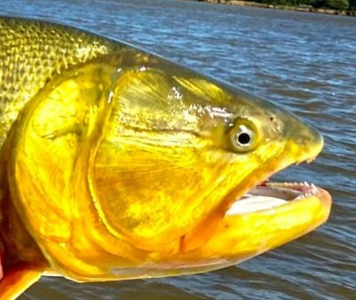 Argentina – Golden Dorado – bilde 18
