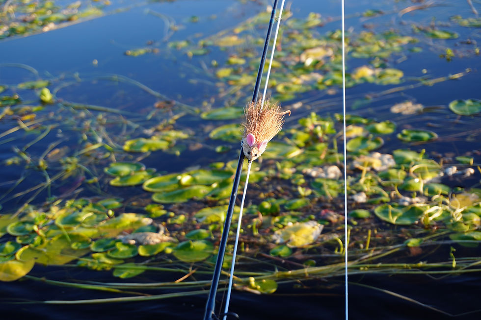 Mus som stripes i strømkantene og på tvers var noen dager svært effektiv. Og ikke minst moro.