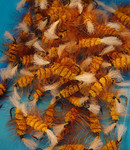 Trøndelag fluepakke 3 - product_image 1