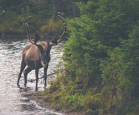 Moose