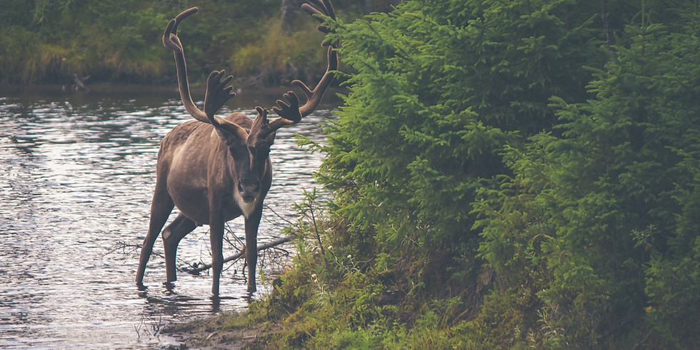 Story Hour: Wildlife Encounters (1)