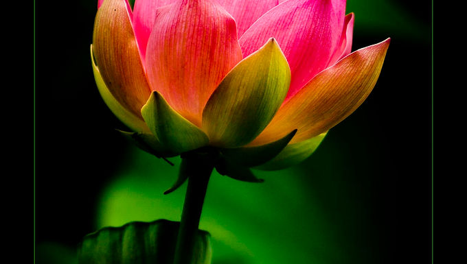 Image Comp questions from a new member. Do I understand correctly that unlimited editing is basically allowed in all categories with the exception of nature? And, in nature can man-made objects be removed or replaced if the background remains consistent with the original image. Can artistic effects such as textures be applied to a nature image overall? Does nature include insects or animals in the wild or is it literally just flora and fauna? Welcome aboard Hutch & thanks for the questions! That is a Yes, on the unlimited editing – except for Photojournalism. This is a difference in culture between PPA/PPC and PSA & NANPA. PPC & PPA tend to deal more with retail photography with a lot of artistic interpretation and digital art. Nature can be edited as desired. We have moved away from “nature” photos of manipulated/created images of flowers / insects / birds etc. photographed in a studio with artificial backdrops, studio lighting and heavy compositing. These now should be in Illustrative or Electronic Imaging. Shoot it outside and have at it – though an obviously heavily composited or manipulated Nature image may get scored down by a judge. Same thing with Landscapes – editing and compositing are ok, but realism is appreciated & valued by judges. Nature includes anything that breathes, moves, has roots, or “photosynthesizes”. All plants & animals – natural or man-made are good – there is no disqualification for hybrids or domesticated plants / animals. Occasionally, we get landscapes entered in Nature & sometimes they get called out and scored down – I learned this lesson the hard way!