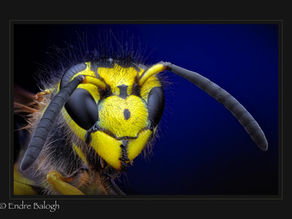 CIPPA Image Competition ~ November 2022 ~ Best of Show!