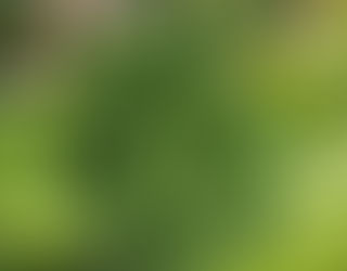 🐰 Is Artificial Grass Safe For Pets and Suitable for Rabbits?