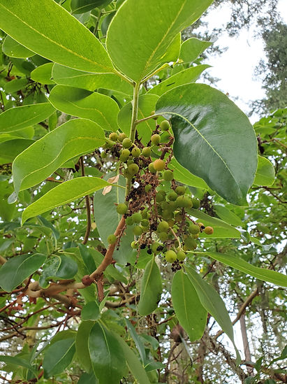 Primer plano de una rama de madroño con bayas verdes.
