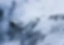 67.webp