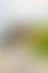 Couple embraces on Kona beach with bouquets, rocky shore, greenery, and hazy sunlit sky.