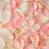 Thumbnail: Rose Petals - 1,000 Petals