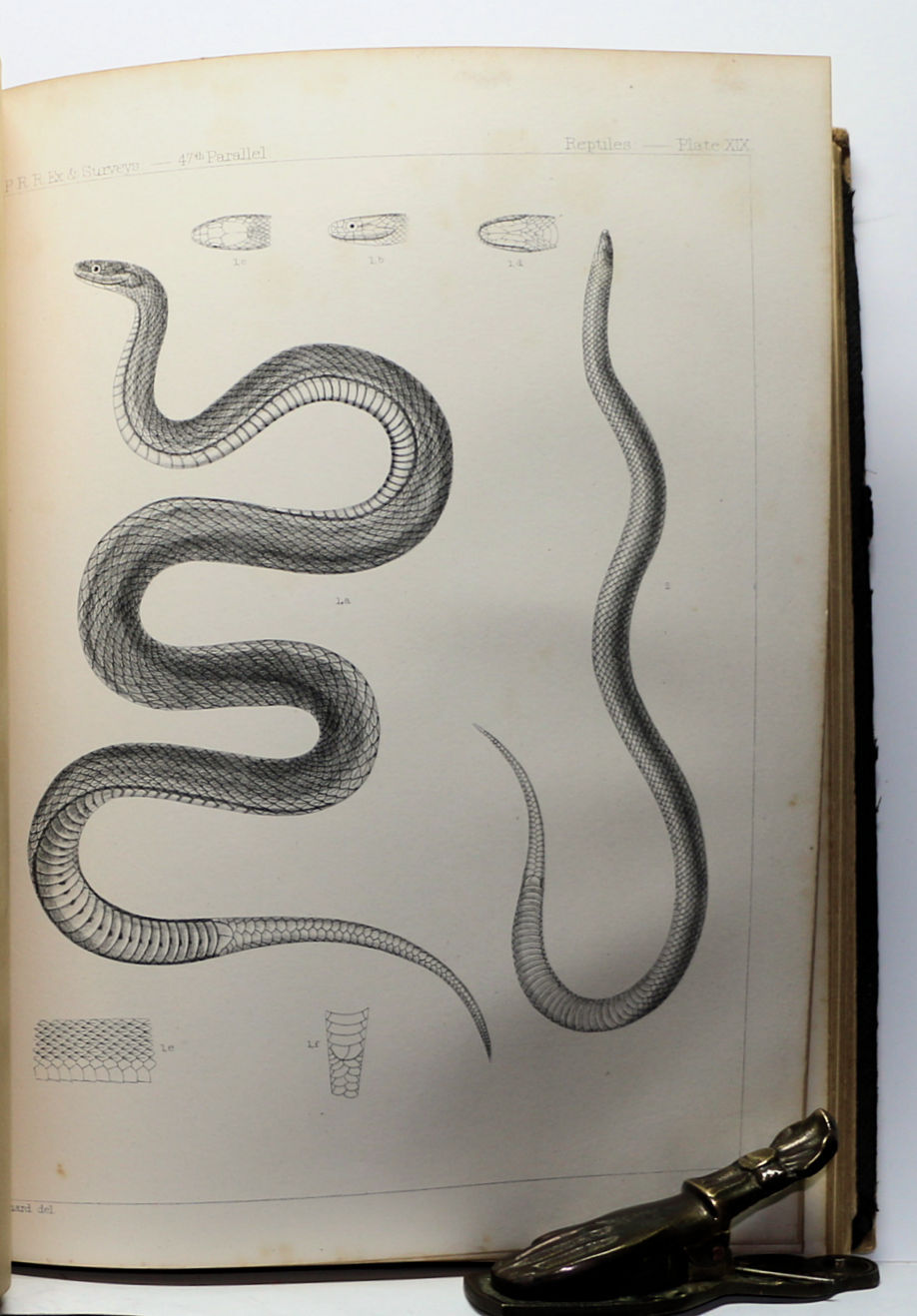 Thumbnail: Reports of EXPLORATIONS & SURVEYS: U.S. Railroads (Mississippi to Pacific) 1860