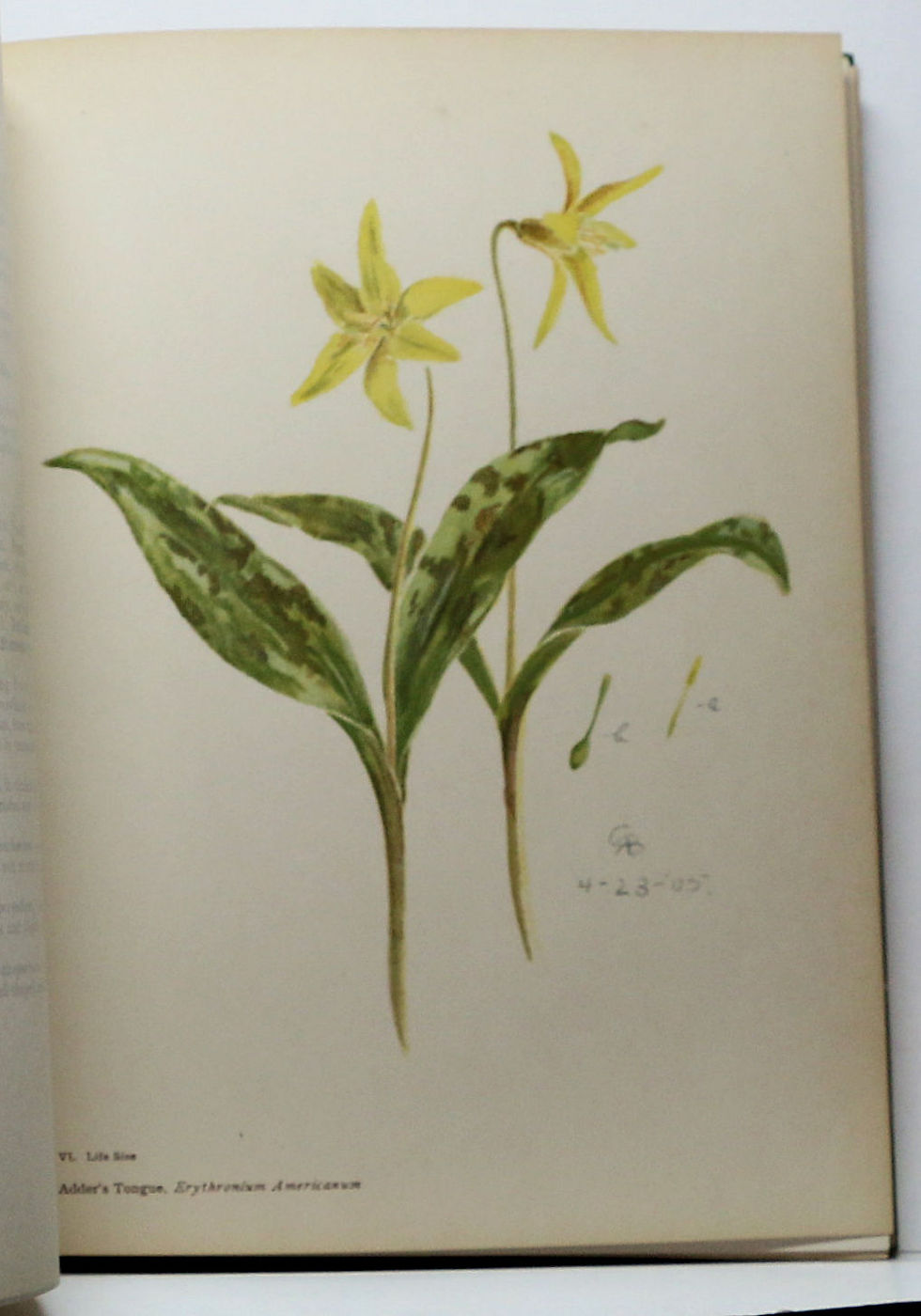 Thumbnail: LILIES and ORCHIDS: A Series of Drawings in Color by Rosina C. Boardman 1906