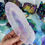 Thumbnail: Pink Aura Selenite Feather Dish
