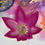 Thumbnail: Sparkling Pink Magenta Cannabis Trinket Dish