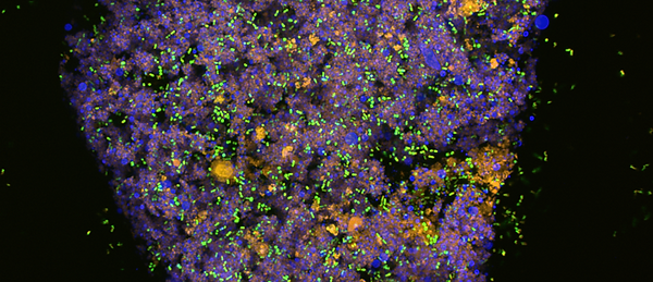 CanBiocin Microencapsulated Probiotics