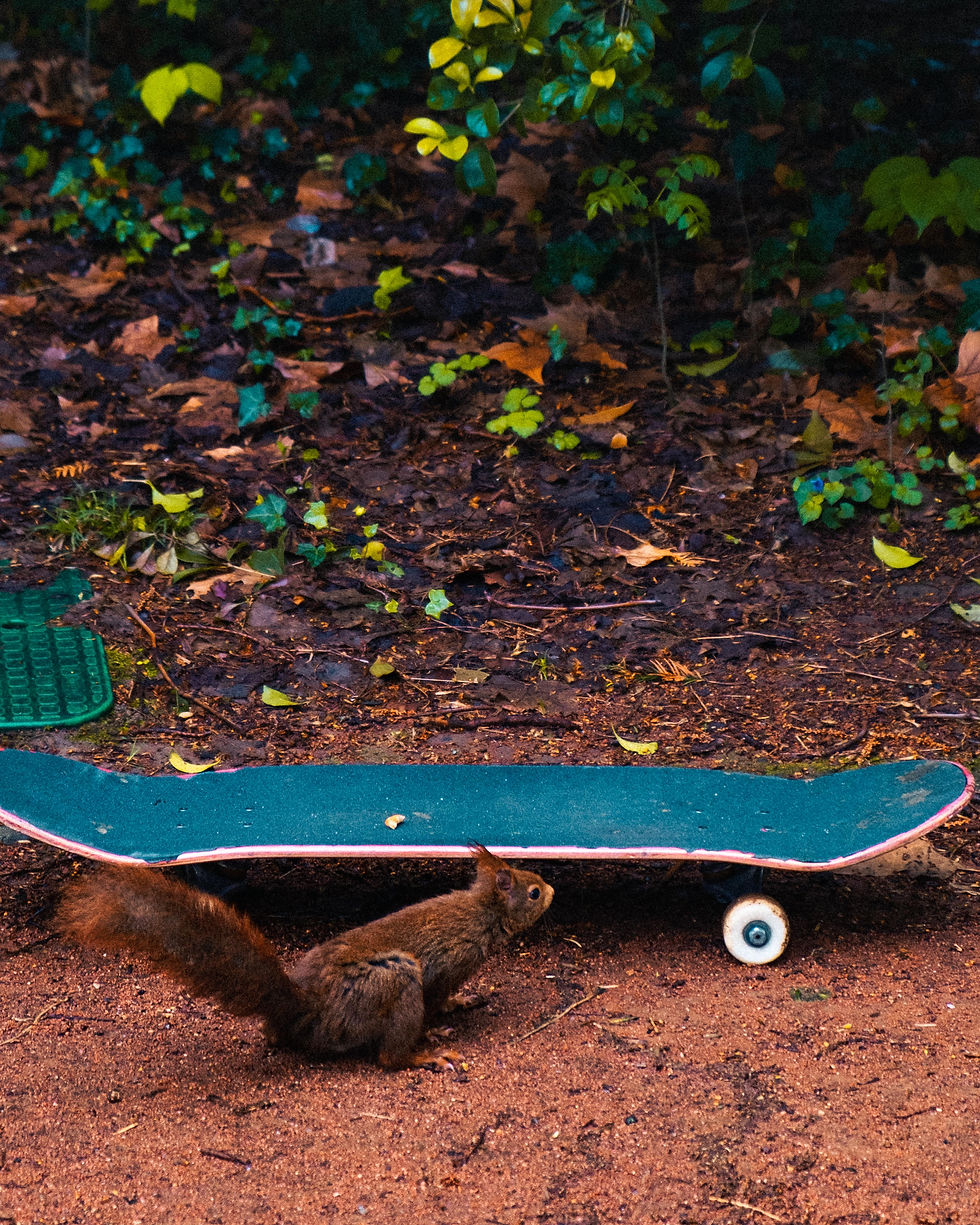 skate tour france stay k skateboard cyprus