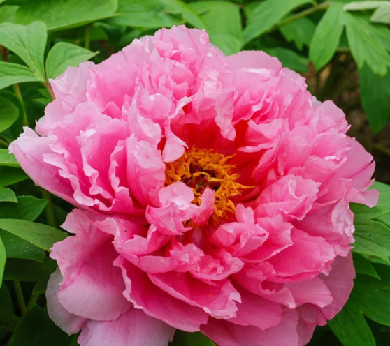 Peony