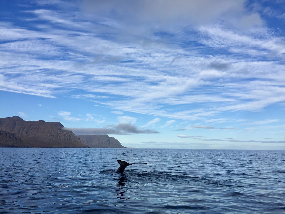 Walvissen spotten in IJsland met een RIB-boot