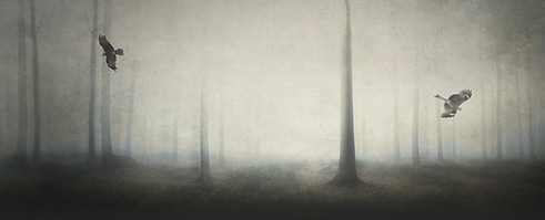 Spooky Forest