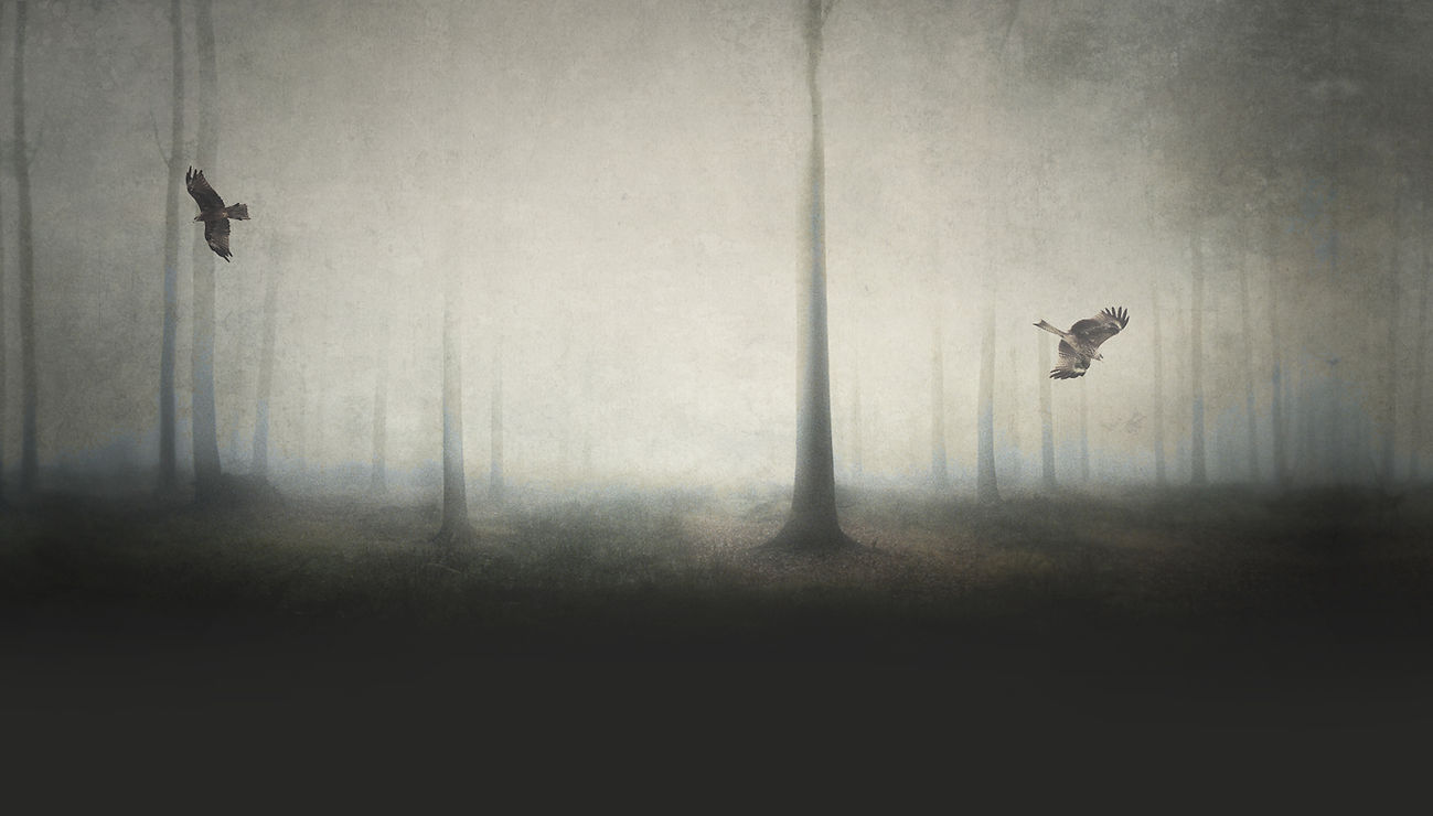 Spooky Forest