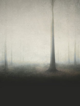 Spooky Forest