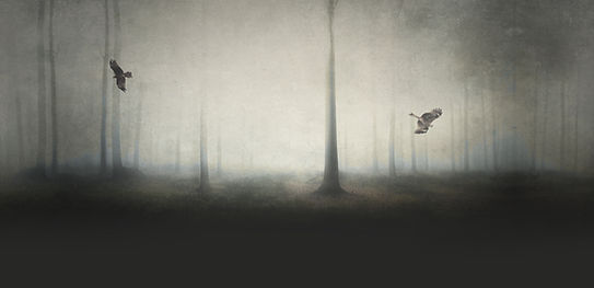 Spooky Forest