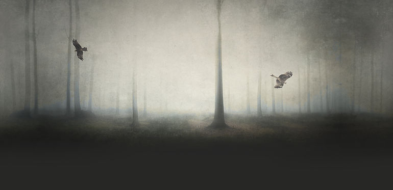 Spooky Forest