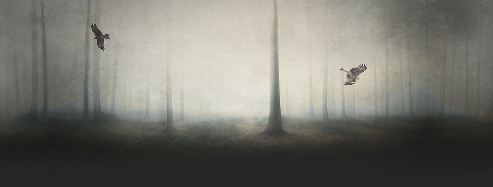 Spooky Forest