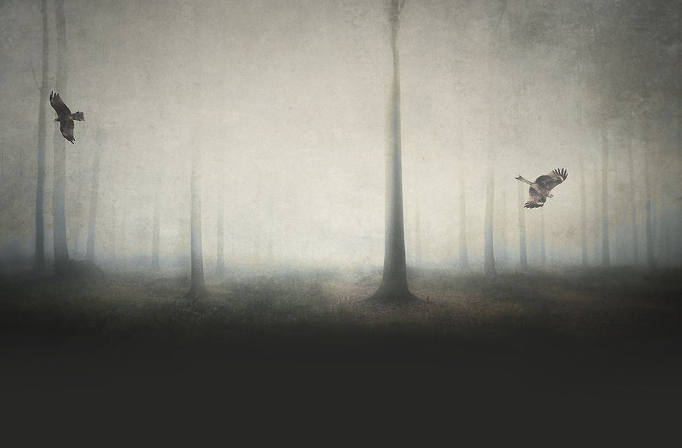 Spooky Forest