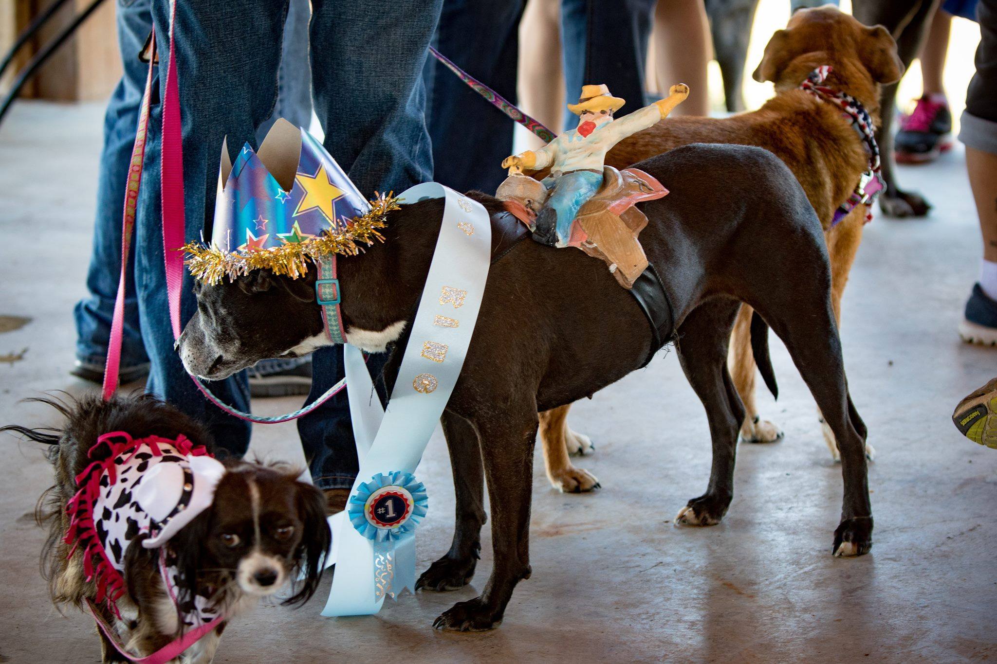 Pet Parade