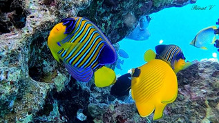 Colorful fish .jpeg