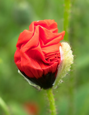 Mohnblume