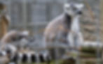 Ring-tailed lemurs on wooden logs, one sitting calmly, the other grooming. Leafless branches and cage wires in the background.