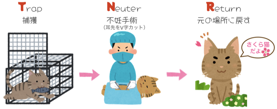 TNRとは