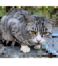 シマ.png