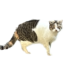 さくらちゃん