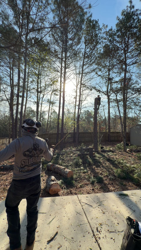 We have over 20 years of experience in the tree industry. All our workers also have years of experience