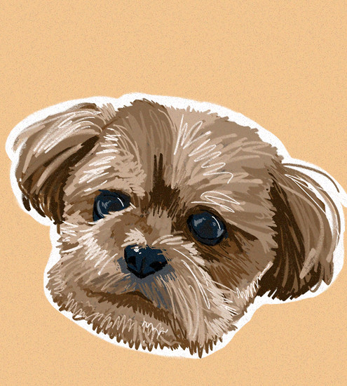 cute brown puppy