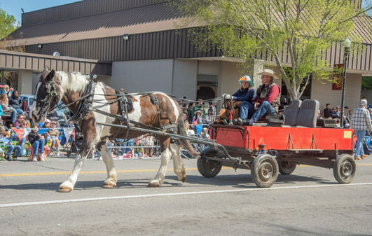 A brown and white mules pulls a wagon in the Mule Day  parade.