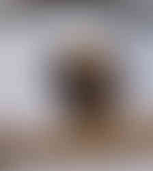 A bald eagle sitting in a tree looking curiously at the camera