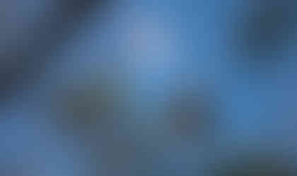 A bald eagle sitting in a pine tree with the moon in the background