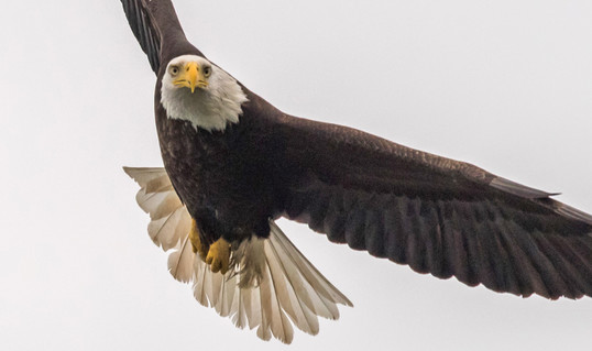 a bald eagle flying and looking at the camera